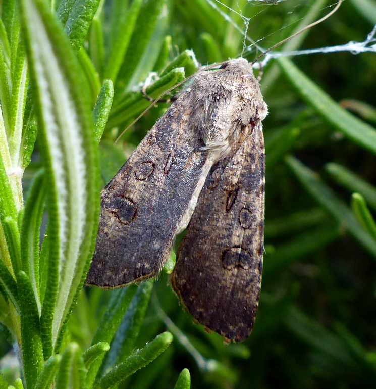 Lepidottero 2 - Agrotis cfr. segetum, Noctuidae